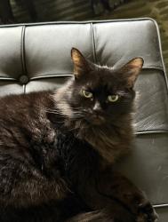 Lost Female Cat last seen 23rd Ave N and 50th St N, St. Petersburg, FL 33710