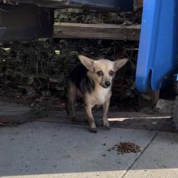 Reunited Male Dog last seen Aliso St. and Berkeley , Pomona, CA 91768