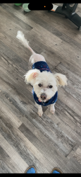 Lost Male Dog last seen Daycreek and 210fwy , Rancho Cucamonga, CA 91739