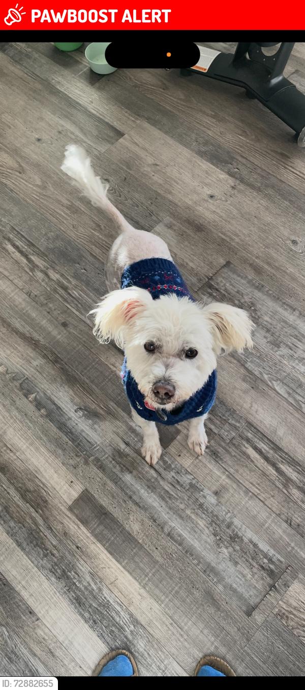 Lost Male Dog last seen Daycreek and 210fwy , Rancho Cucamonga, CA 91739