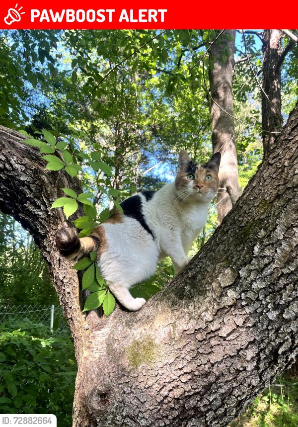 Lost Female Cat last seen Last seen on a road off Manns Chapel , Chatham County, NC 27228