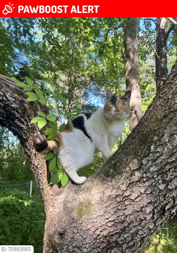 Lost Female Cat last seen Blake’s Dr and Manns Chapel Road, Chatham County, NC 27312