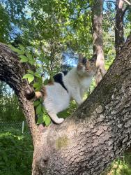 Lost Female Cat last seen Blake’s Dr and Manns Chapel Road, Chatham County, NC 27312