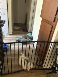 Lost Male Dog last seen Lakemead/hollywood, Las Vegas, NV 89156