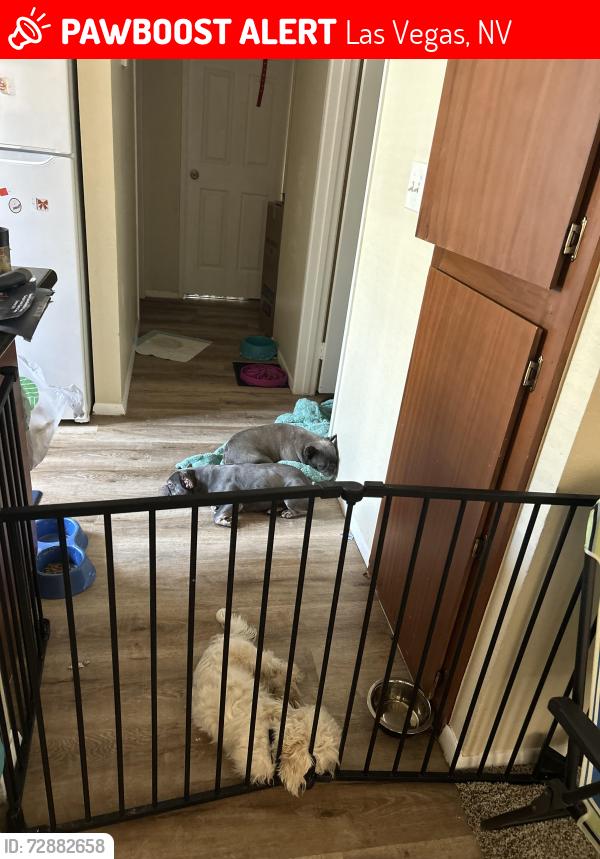 Lost Male Dog last seen Lakemead/hollywood, Las Vegas, NV 89156