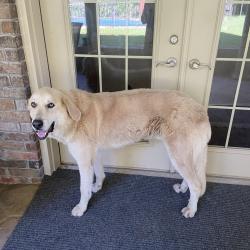 Found/Stray Male Dog last seen County Road 2590 near Hainesville, Mineola, TX 75773