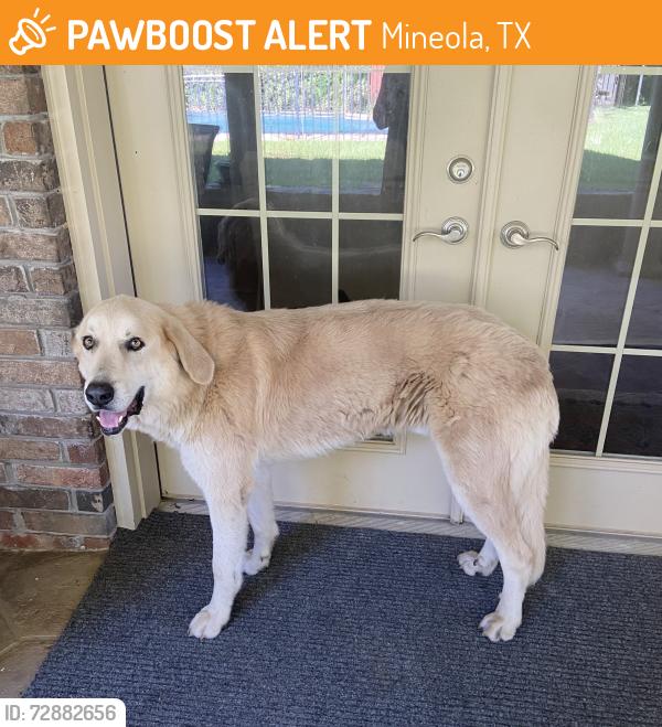 Found/Stray Male Dog last seen County Road 2590 near Hainesville, Mineola, TX 75773
