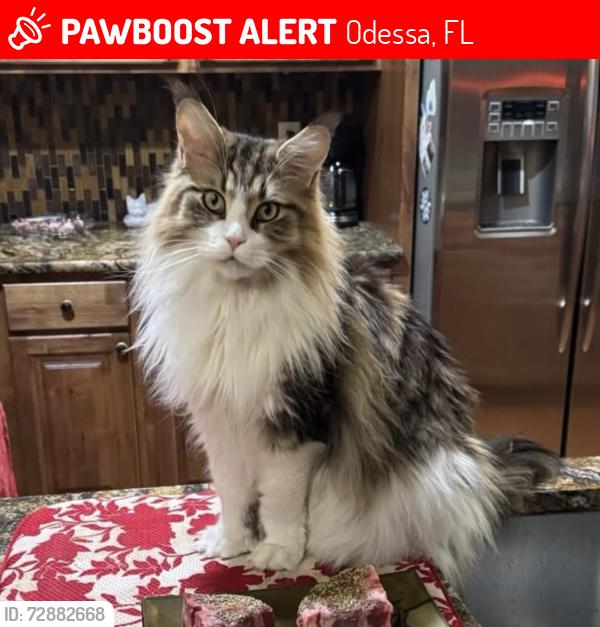 Lost Male Cat last seen Lutz Lake Fern, Odessa, FL 33556