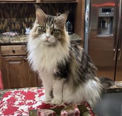 Lost Male Cat last seen Lutz Lake Fern, Odessa, FL 33556