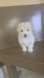 Lost Female Dog last seen Carls jr. Artesia st by golden state humane society in long beach, Long Beach, CA 90805
