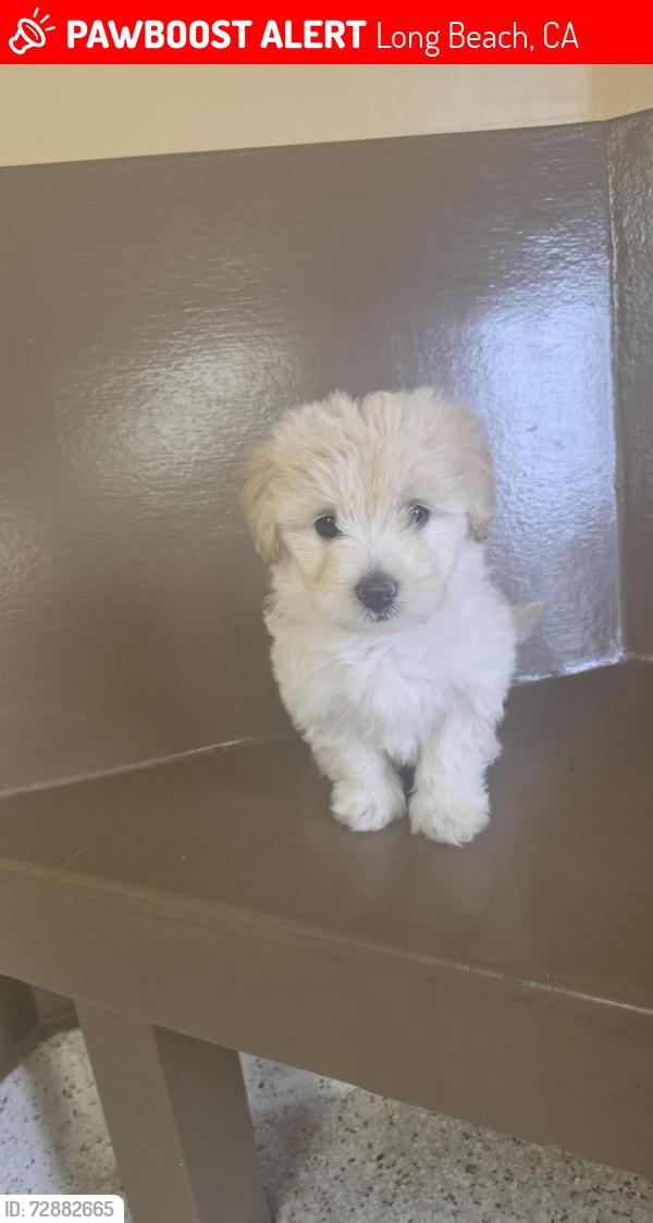 Lost Female Dog last seen Carls jr. Artesia st by golden state humane society in long beach, Long Beach, CA 90805