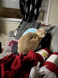 Lost Male Cat last seen Ocean trace apmts, Virginia Beach, VA 23451