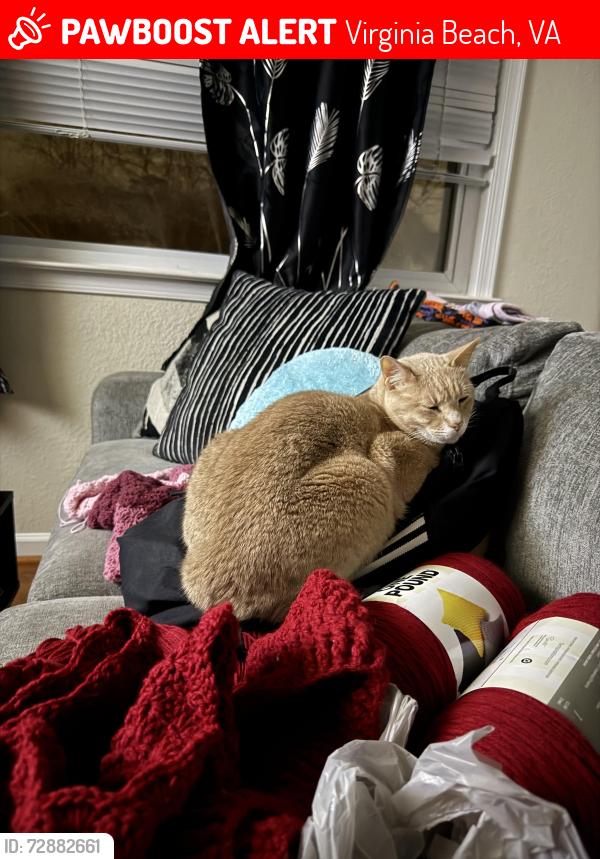 Lost Male Cat last seen Ocean trace apmts, Virginia Beach, VA 23451