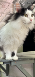 Reunited Male Cat last seen McCollum farm road , Randleman, NC 27317