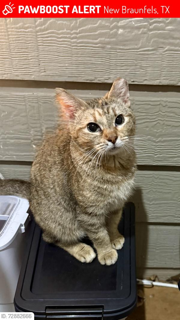 Lost Female Cat last seen Barbarossa, New Braunfels, TX 78130
