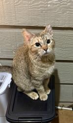 Lost Female Cat last seen Barbarossa, New Braunfels, TX 78130