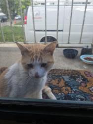 Found/Stray Male Cat last seen Nicholson rd. And Black Horse Pike, Collingswood, NJ 08107