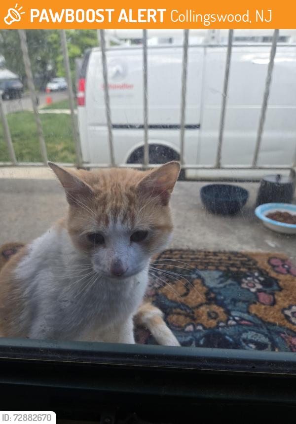 Found/Stray Male Cat last seen Nicholson rd. And Black Horse Pike, Collingswood, NJ 08107