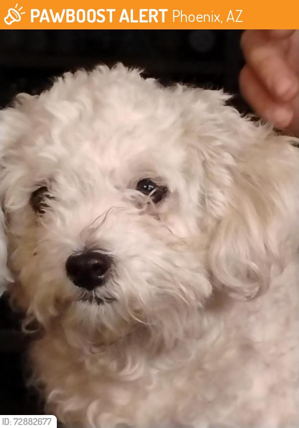 Found/Stray Female Dog last seen 27th Ave and Campbell rd, Phoenix, AZ 85017