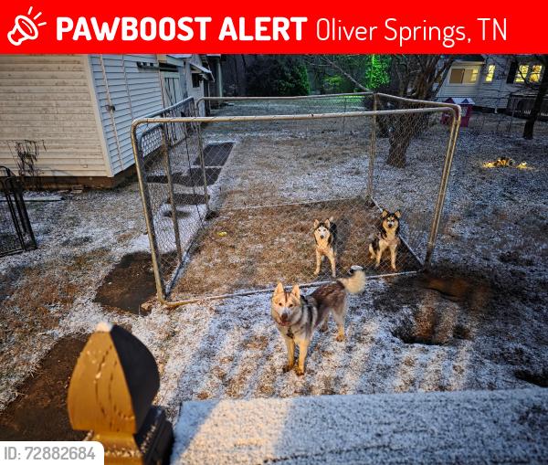 Lost Male Dog last seen Near green st  and wind rock Rd area could be in the woods somewhere Oliver springs TN , Oliver Springs, TN 37840