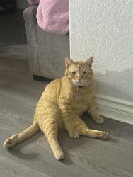 Lost Male Cat last seen Patri Cir, Murrieta, CA 92562