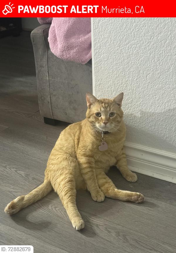 Lost Male Cat last seen Patri Cir, Murrieta, CA 92562