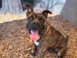 Shelter Stray Male Dog last seen , San Pedro, CA 90731