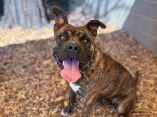 Shelter Stray Male Dog last seen , San Pedro, CA 90731