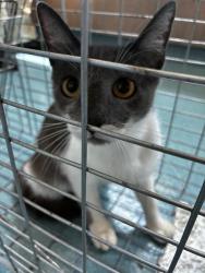 Shelter Stray Female Cat last seen , Pearland, TX 77581