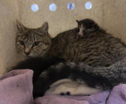 Shelter Stray Female Cat last seen Near BLOCK 9TH ST, RIVERSIDE, Jurupa Valley, CA 92509