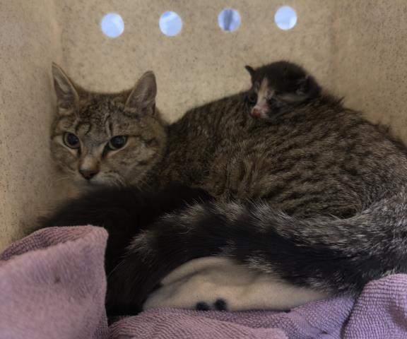 Shelter Stray Female Cat last seen Near BLOCK 9TH ST, RIVERSIDE, Jurupa Valley, CA 92509