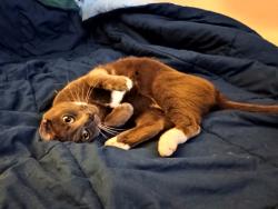 Lost Male Cat last seen Pioneer Park, Independence, OR 97351
