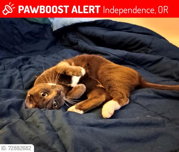 Lost Male Cat last seen Pioneer Park, Independence, OR 97351