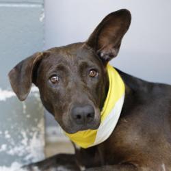 Shelter Stray Female Dog last seen Near BLOCK INDIAN PIPE, San Antonio, TX 78227