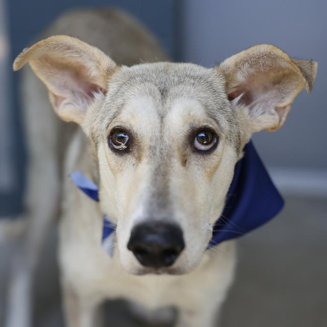 Shelter Stray Female Dog last seen Near BLOCK INDIAN PIPE, San Antonio, TX 78227