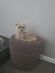 Reunited Female Dog last seen Appleton ave. And Hampton ave., Milwaukee, WI 53218