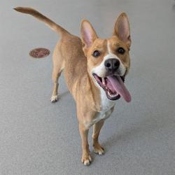 Shelter Stray Female Dog last seen Near , Indianapolis, IN 46221