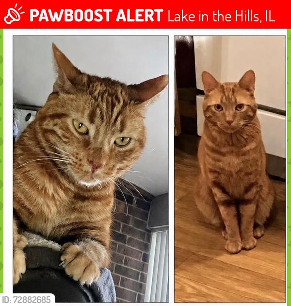 Lost Male Cat last seen Larkspur Lane, Lake in the Hills, IL 60156