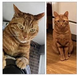 Lost Male Cat last seen Larkspur Lane, Lake in the Hills, IL 60156