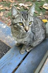 Found/Stray Male Cat last seen Muirwood Drive and Ryan Court , Powder Springs, GA 30127