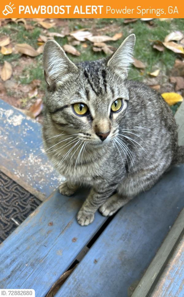 Found/Stray Male Cat last seen Muirwood Drive and Ryan Court , Powder Springs, GA 30127