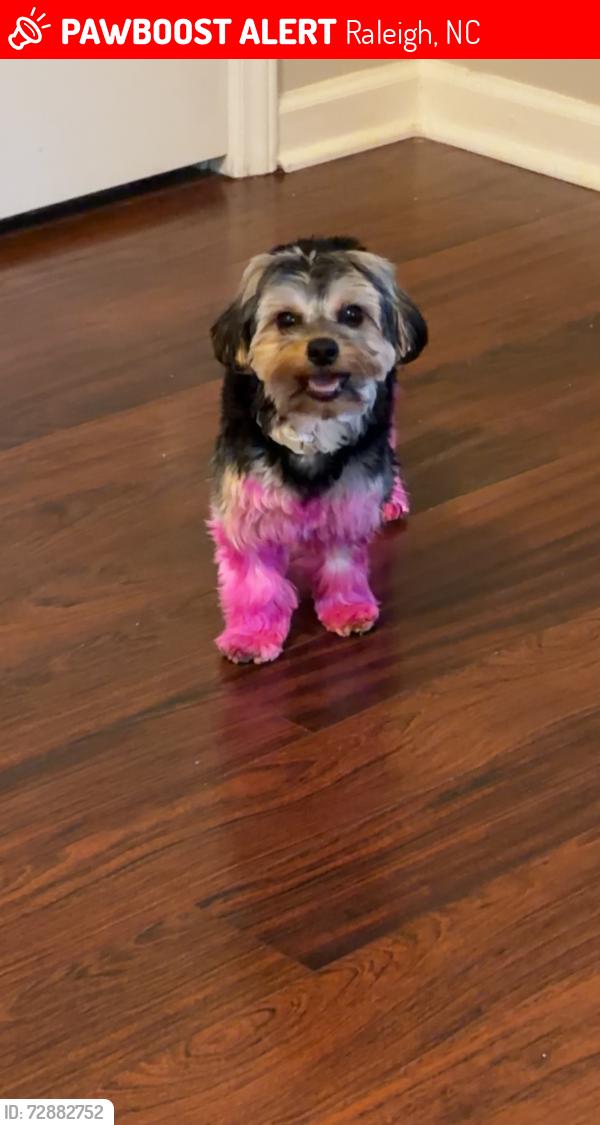 Lost Female Dog last seen Rogers Lane, Raleigh, NC 27610