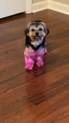 Lost Female Dog last seen Rogers Lane, Raleigh, NC 27610
