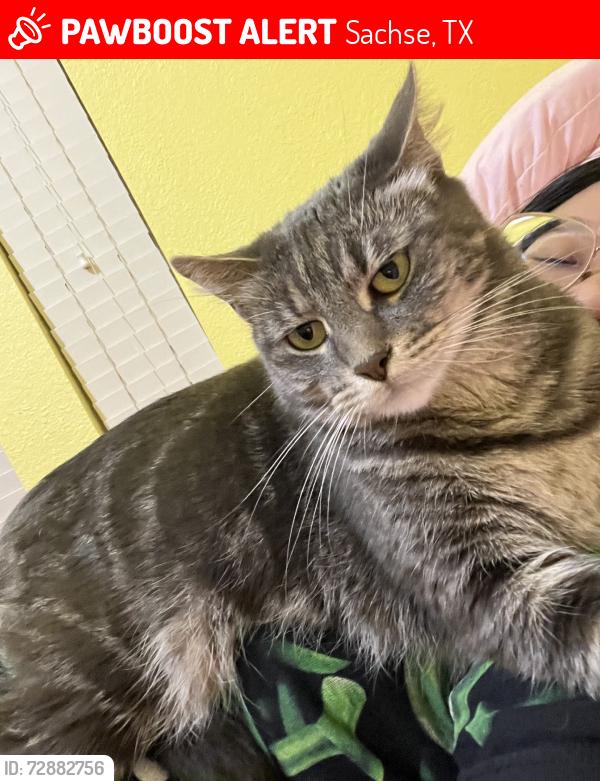 Lost Female Cat last seen Joe J and Patricia D Stone Park, Sachse, TX 75048