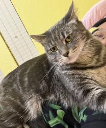 Lost Female Cat last seen Joe J and Patricia D Stone Park, Sachse, TX 75048