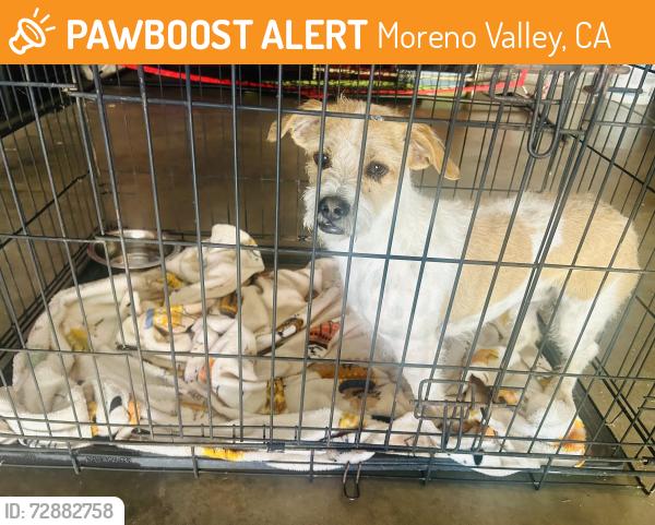 Found/Stray Male Dog last seen nason/cottonwood/morrison, Moreno Valley, CA 92555