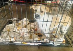 Found/Stray Male Dog last seen nason/cottonwood/morrison, Moreno Valley, CA 92555