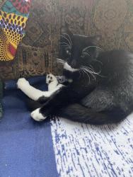 Found/Stray Male Cat last seen Glens falls post office , Glens Falls, NY 12801