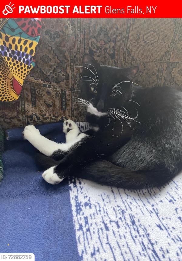 Found/Stray Male Cat last seen Glens falls post office , Glens Falls, NY 12801