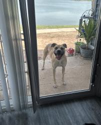 Found/Stray Female Dog last seen N Grove ave, Oklahoma City, OK 73122